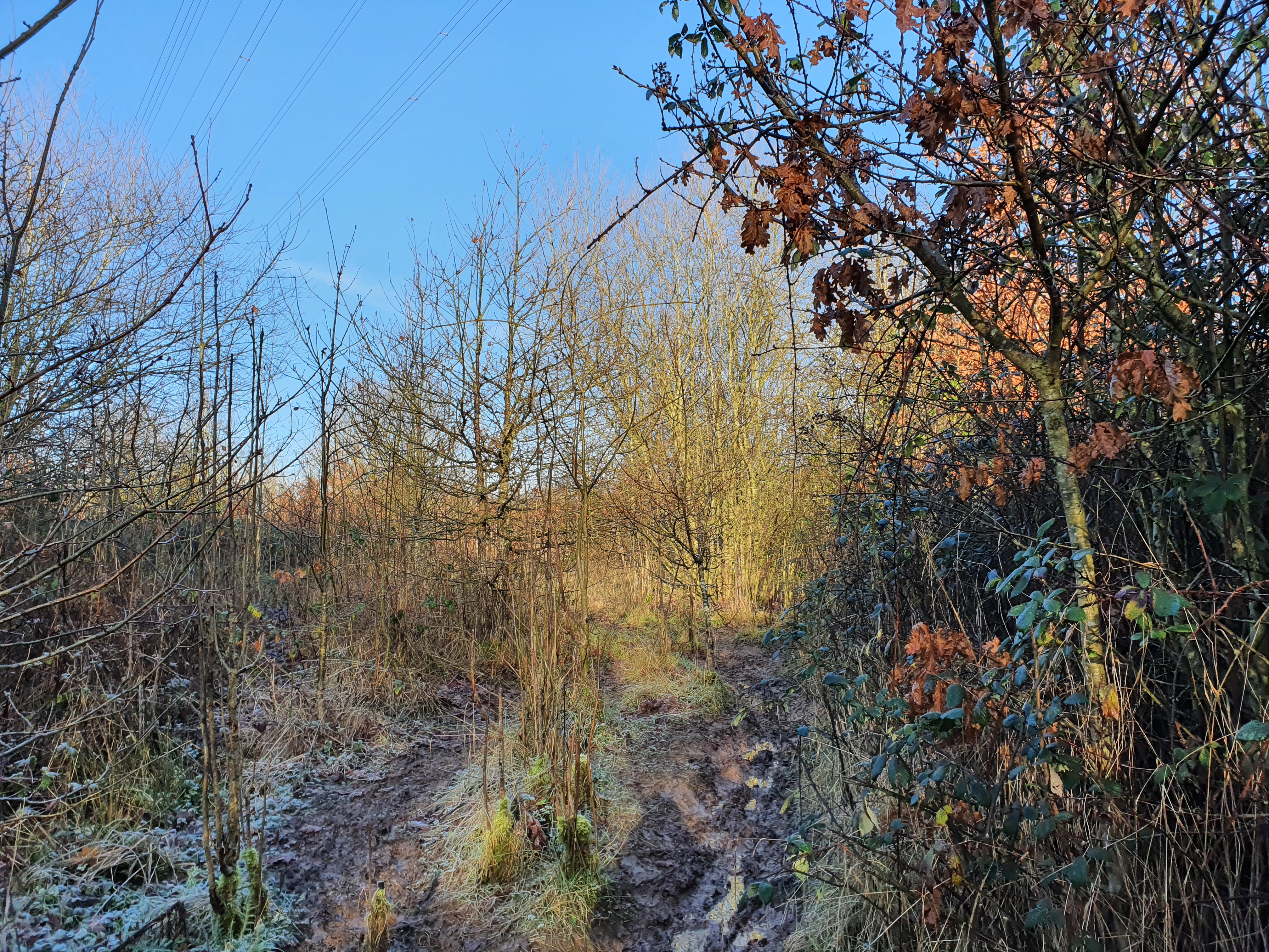 Scrubby trees and very muddy path